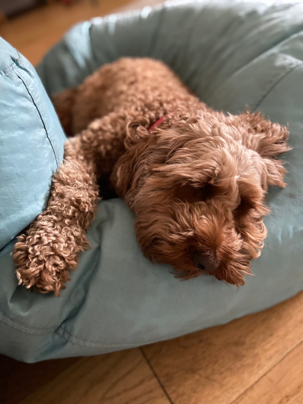 Lucy the cockapoo